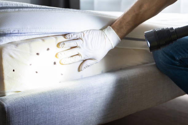 Best Termite Control Services  in Herald Harbor, MD